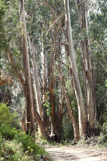 eucalyptus corse GR20 randonnée