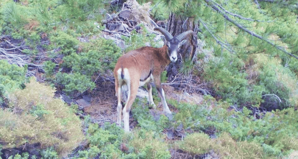 mouflon corse faune locale montagne GR20